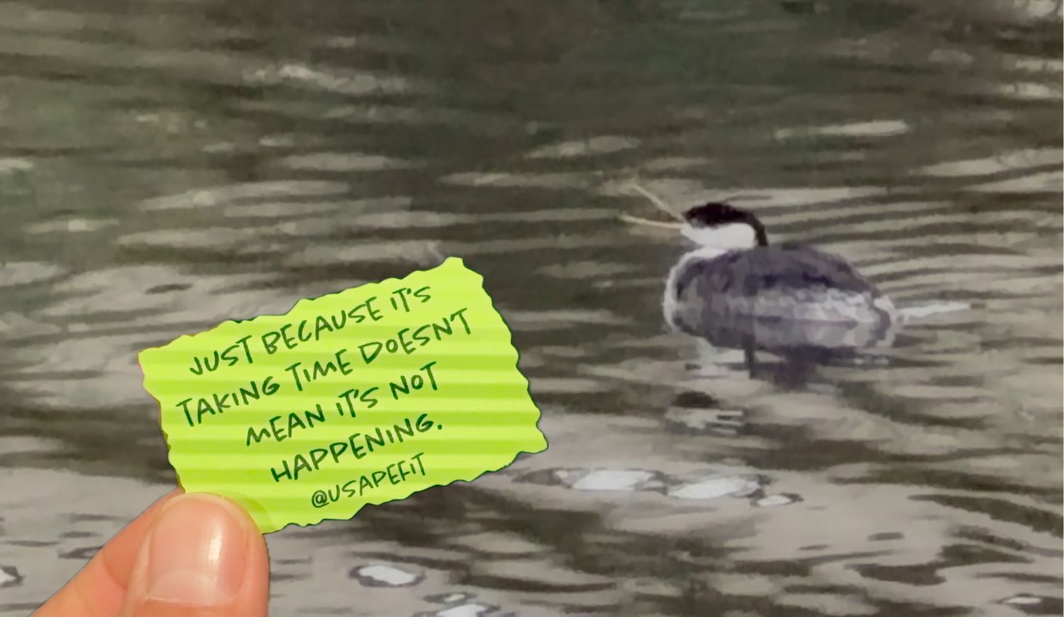 Fingers hold a green sticky note with an inspirational quote about patience in front of a grebe swimming on rippling water.