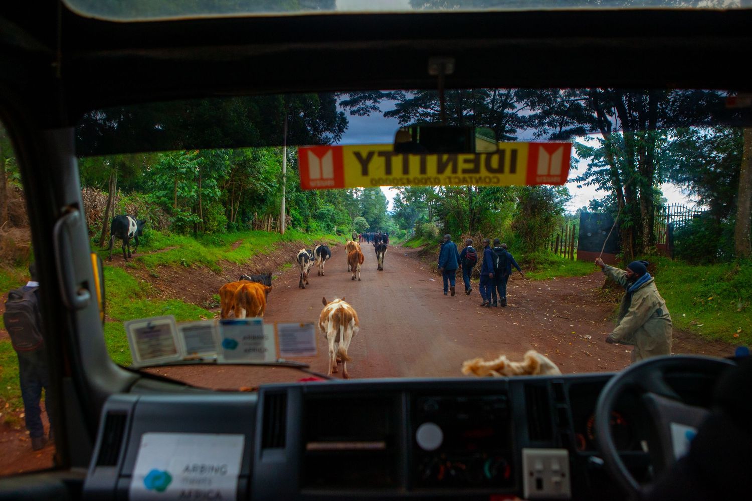 View from inside a vehicle cabin of cattle and people walking along a red dirt road lined with green trees under a sign.
