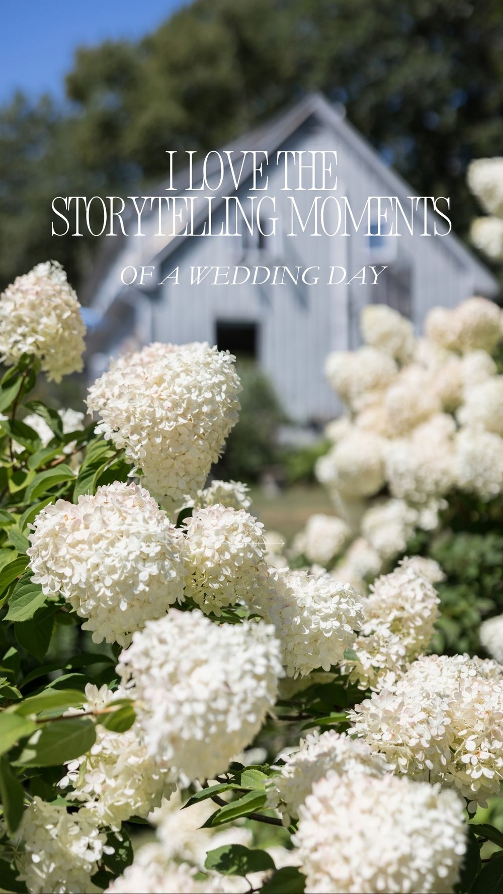 White hydrangea blooms with a rustic, pale blue barn in background with wedding day storytelling quote.. Kennebunkport wedding photographer