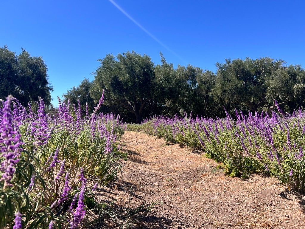 A dirt path lined with vibrant purple salvia flowers leads through a sunny garden with green trees under a clear blue sky.