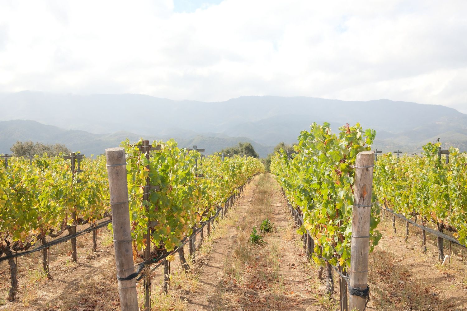 Rows of grapevines in a vineyard with mountain views and cloudy skies in the background.