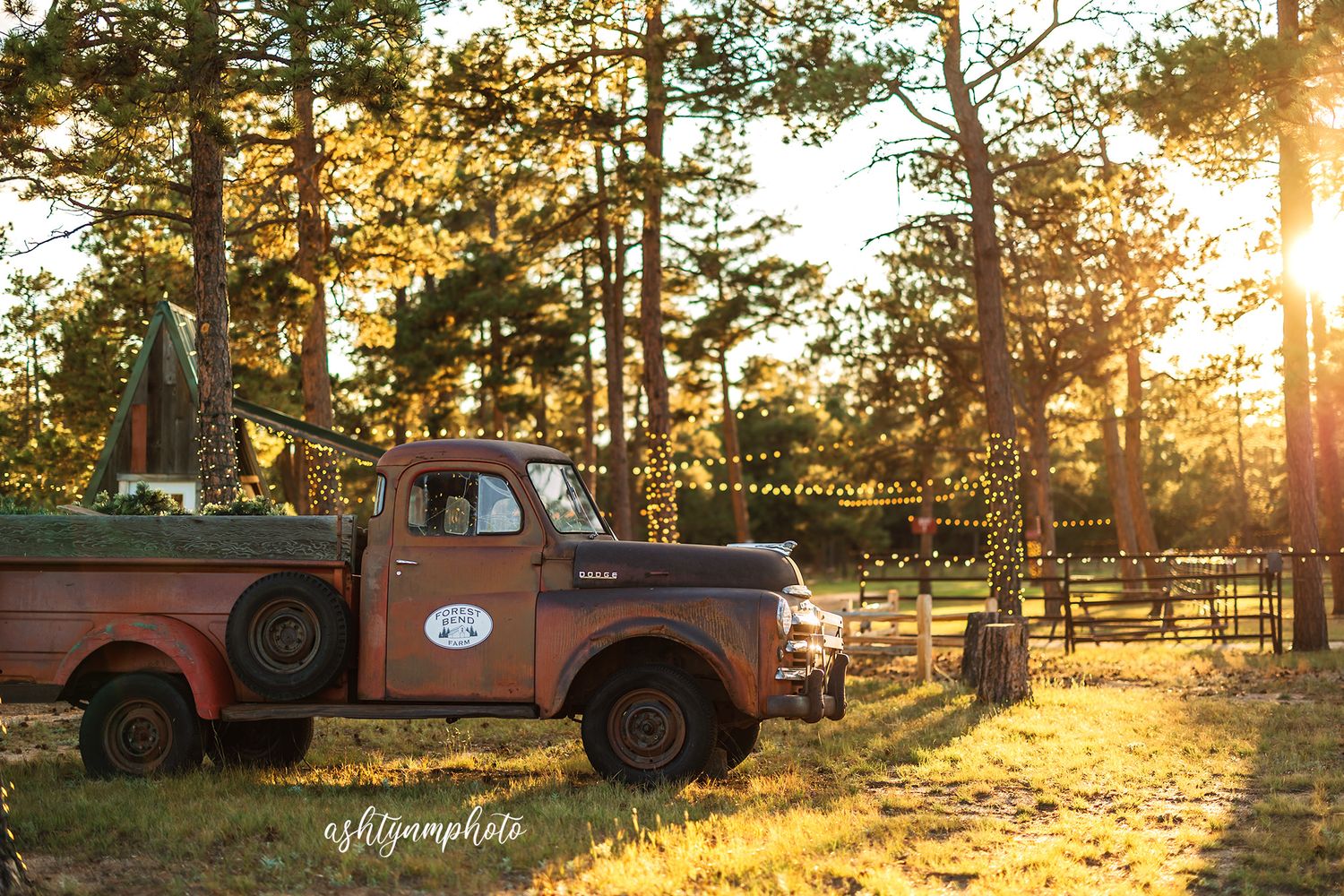 Vintage rusty orange pickup truck loaded with Christmas trees at golden sunset in a pine forest farm setting.