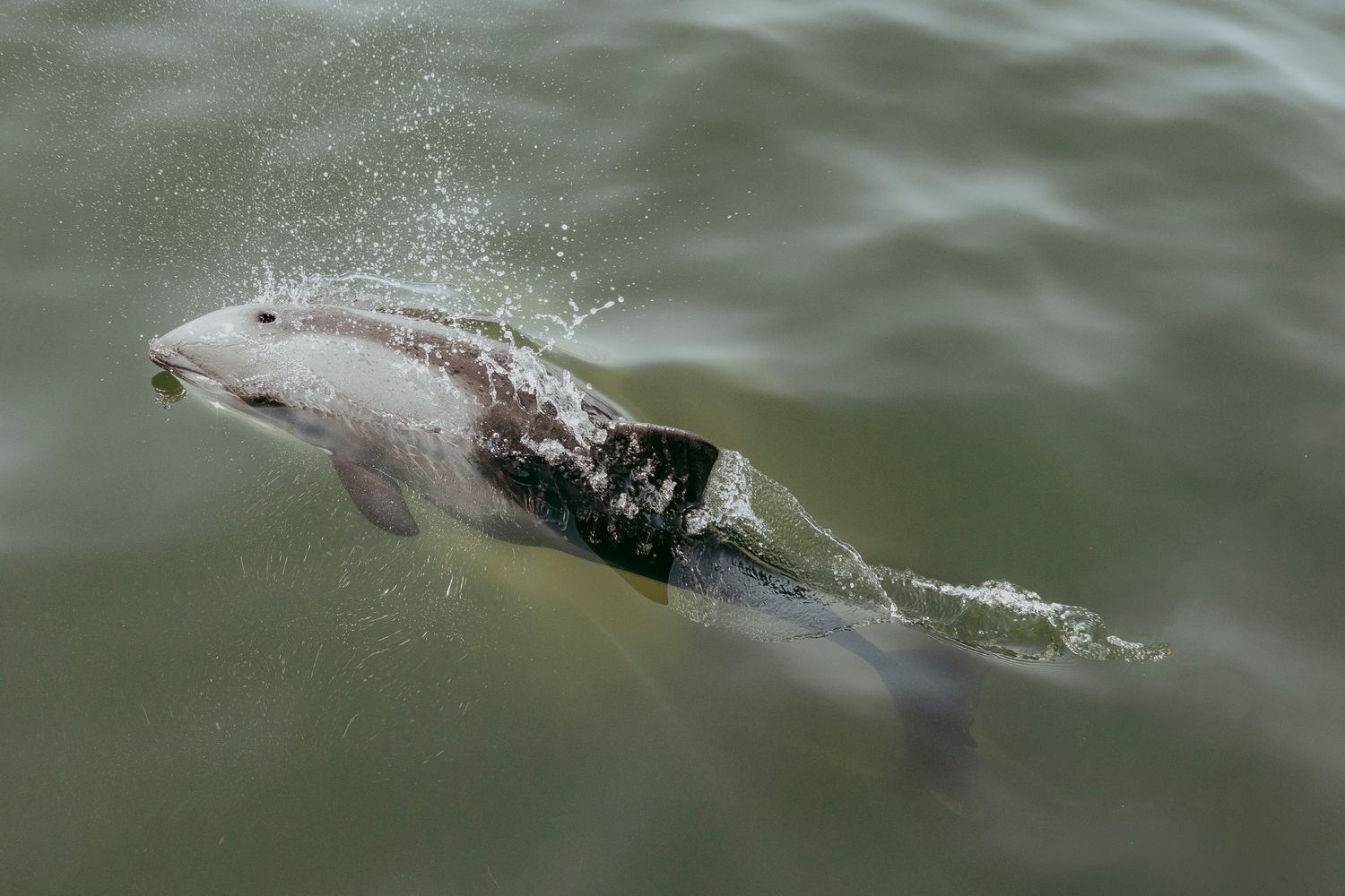 Benguela dolphin swimming alongside a catamaran off the coast of Namibia