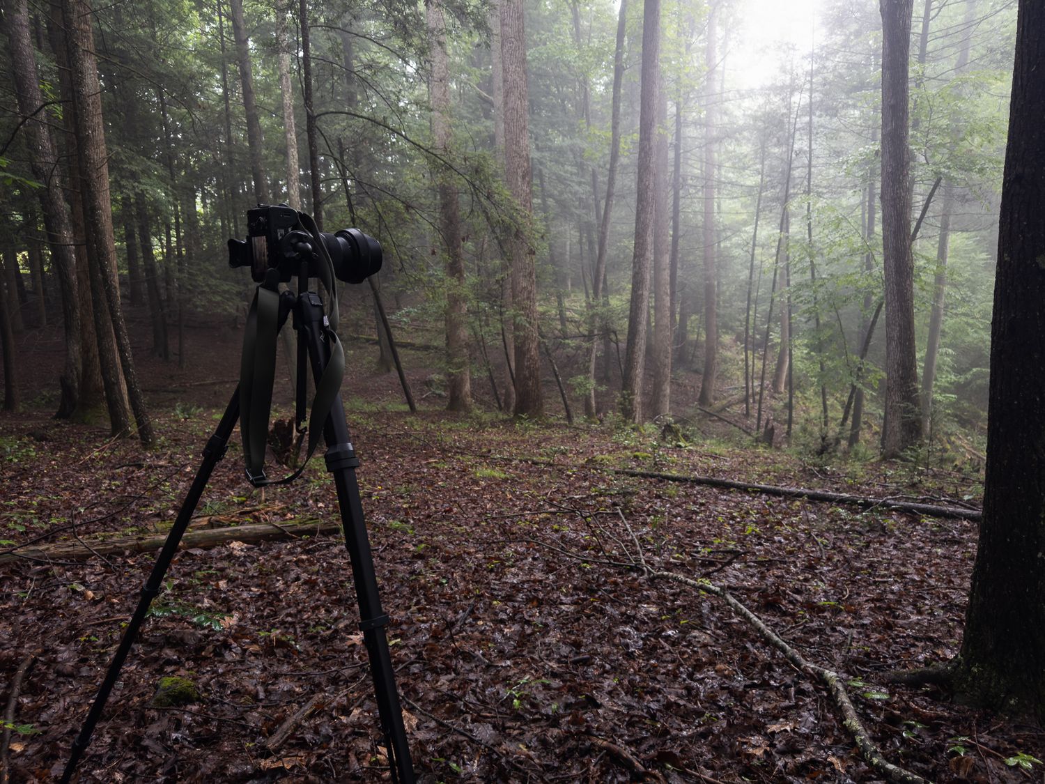 A camera on a tripod set up in a misty forest with tall trees and leaf-covered ground.