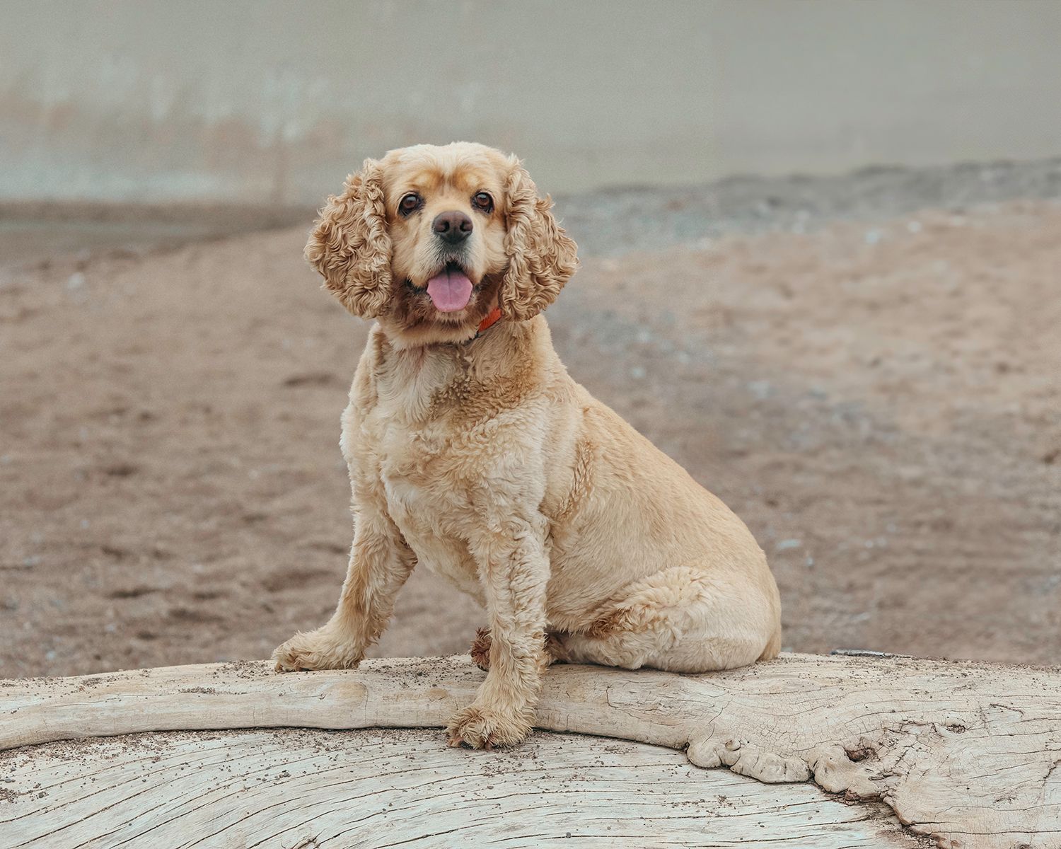 A fluffy golden Cocker Spaniel sits on a log outdoors with tongue out.