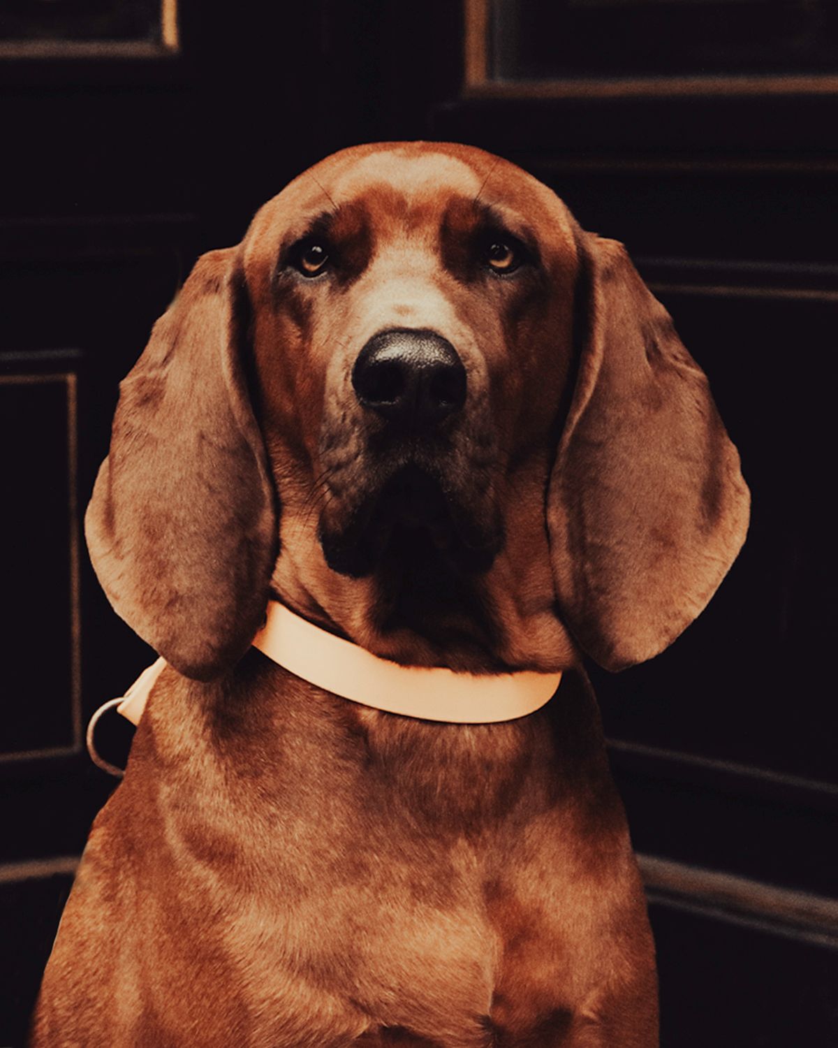 A reddish-brown Bloodhound with long ears wearing a white collar poses indoors.