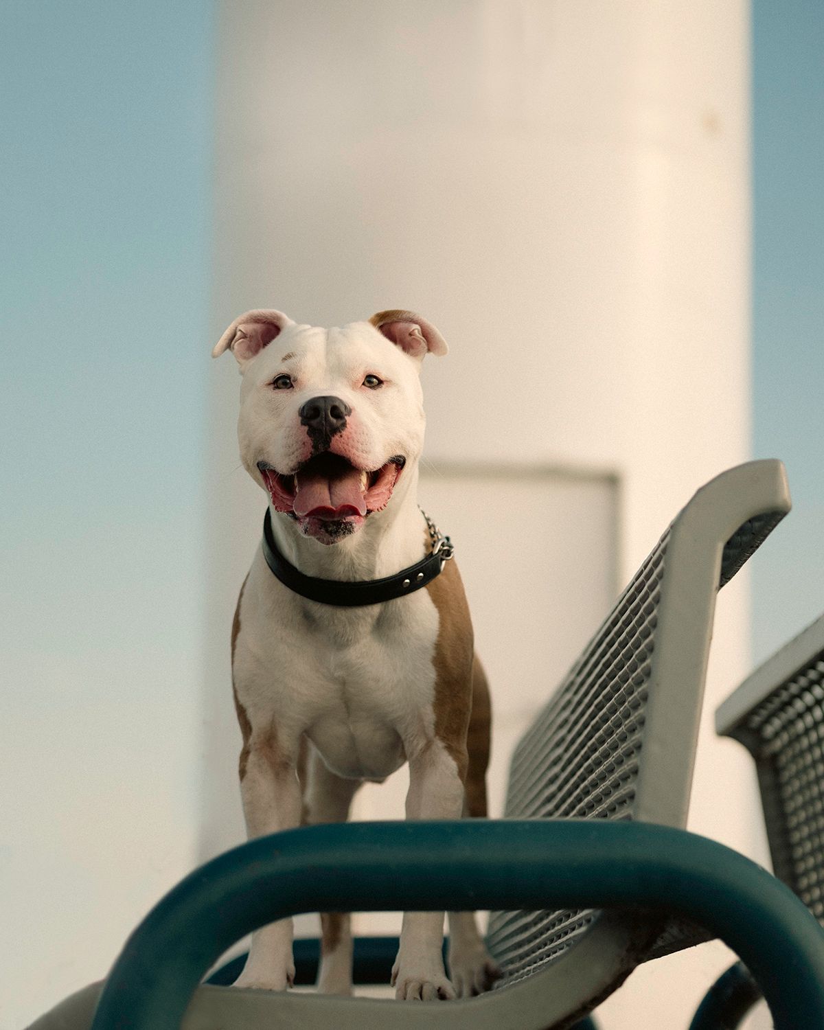 Happy smiling white and brown American Staffordshire Terrier stands on outdoor chair against blue sky.