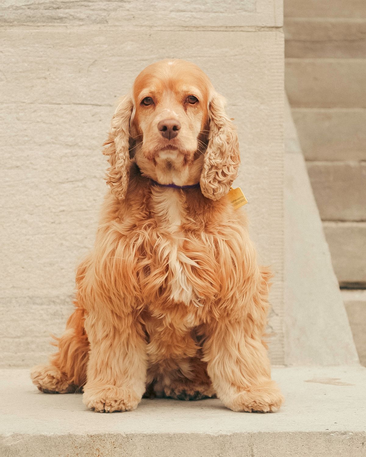 Fluffy golden Cocker Spaniel puppy with curly ears sits on stone steps wearing a yellow collar.