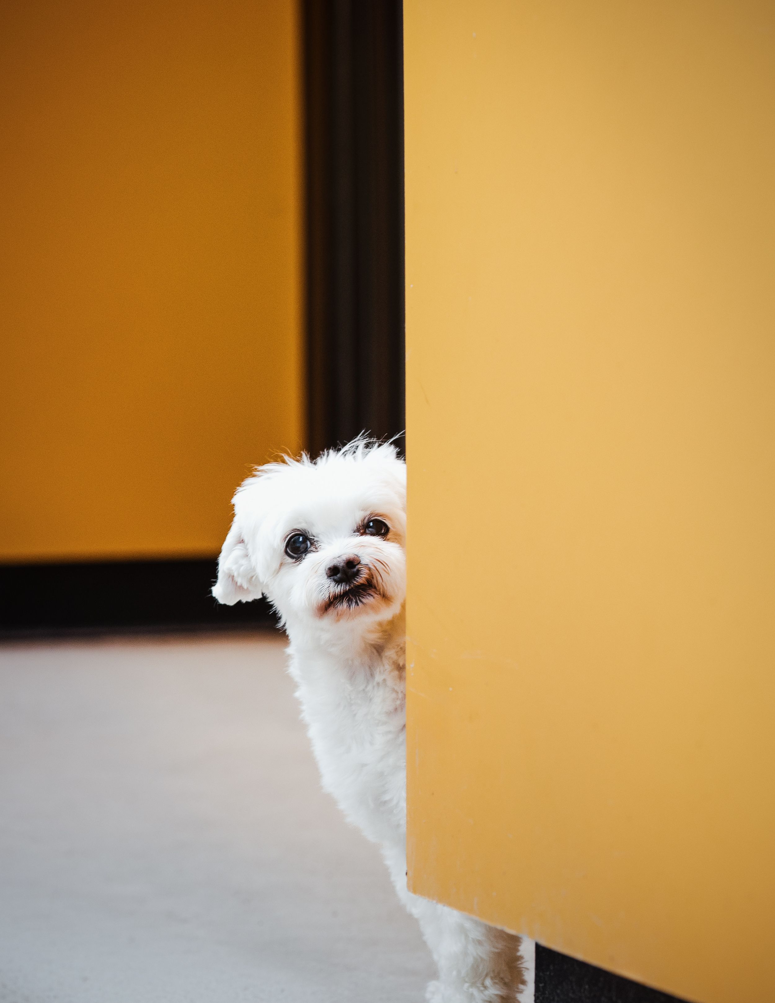 A small fluffy white Maltese dog peeks curiously around a bright yellow wall.