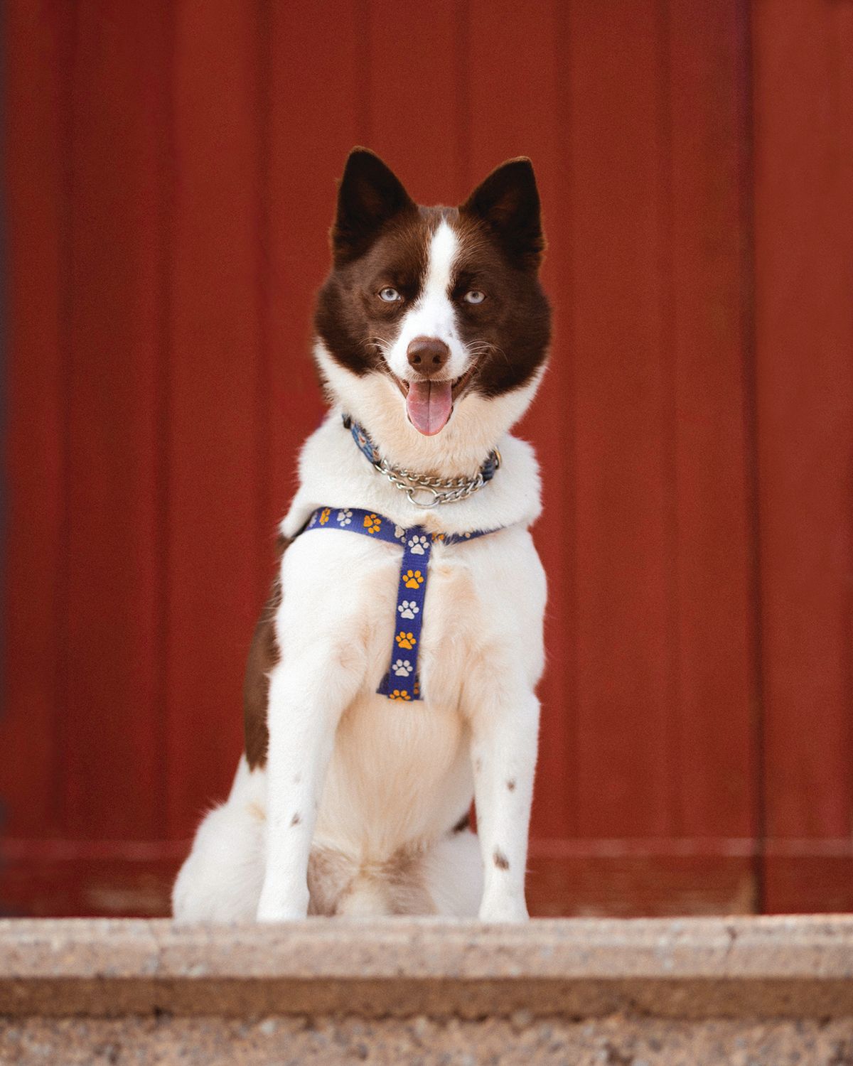 Black and white Border Collie sitting with blue paw print harness.