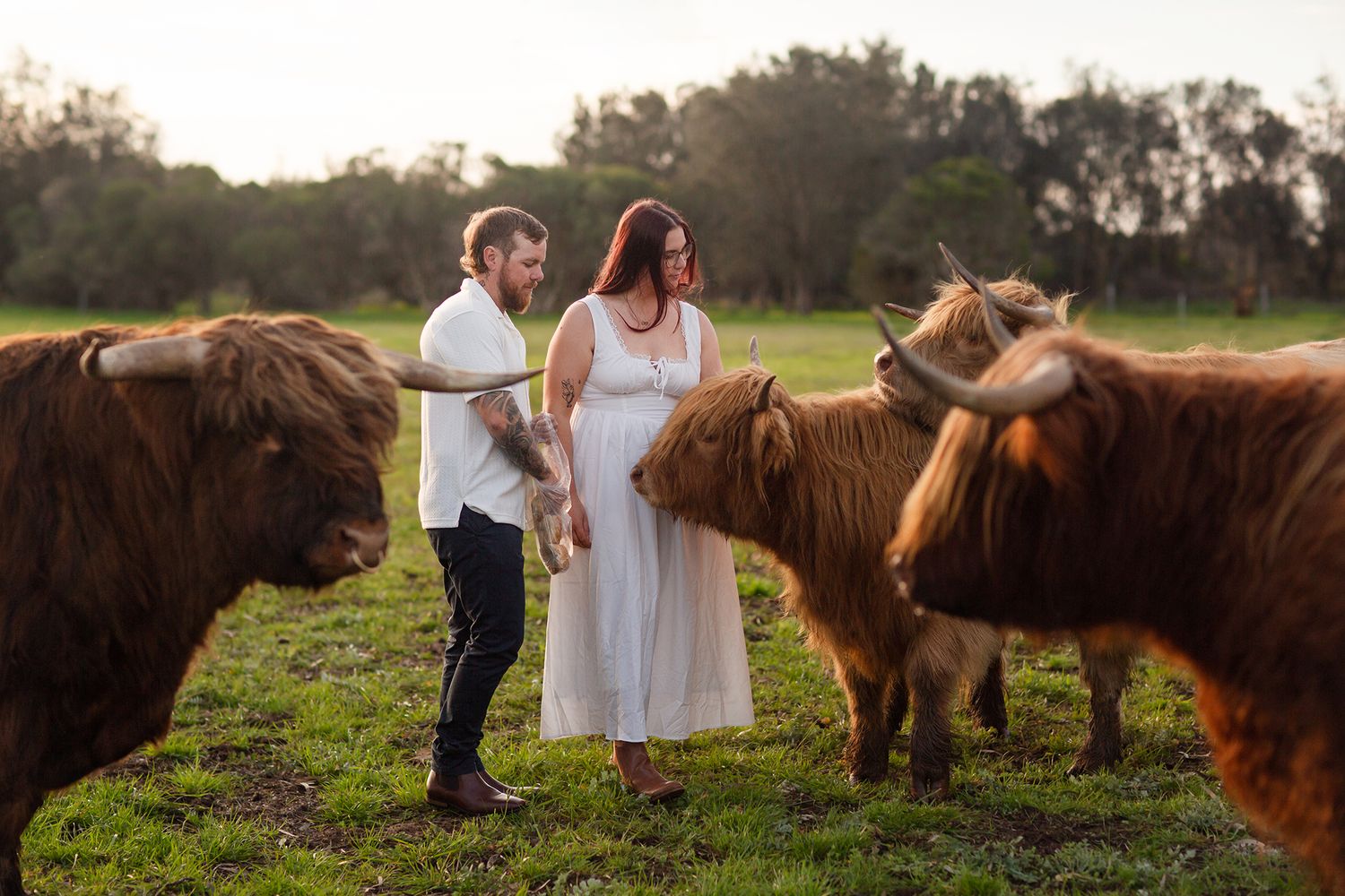 Couple twirling during engagement session with Highland Cows during golden hour in paddock