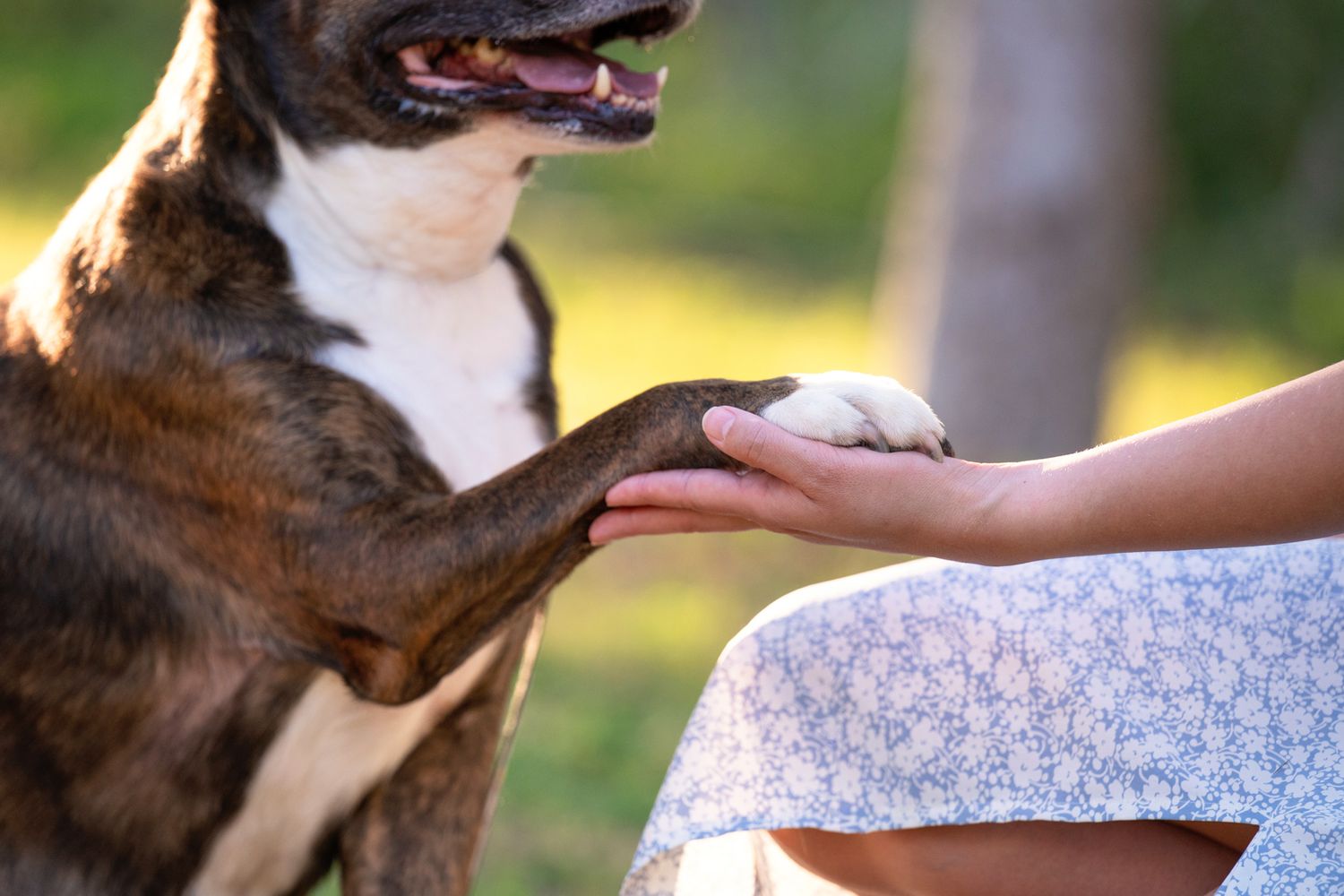 Intimate dog portrait capturing the bond between dog and owner, Houston pet photographer Kelly J. Russo.