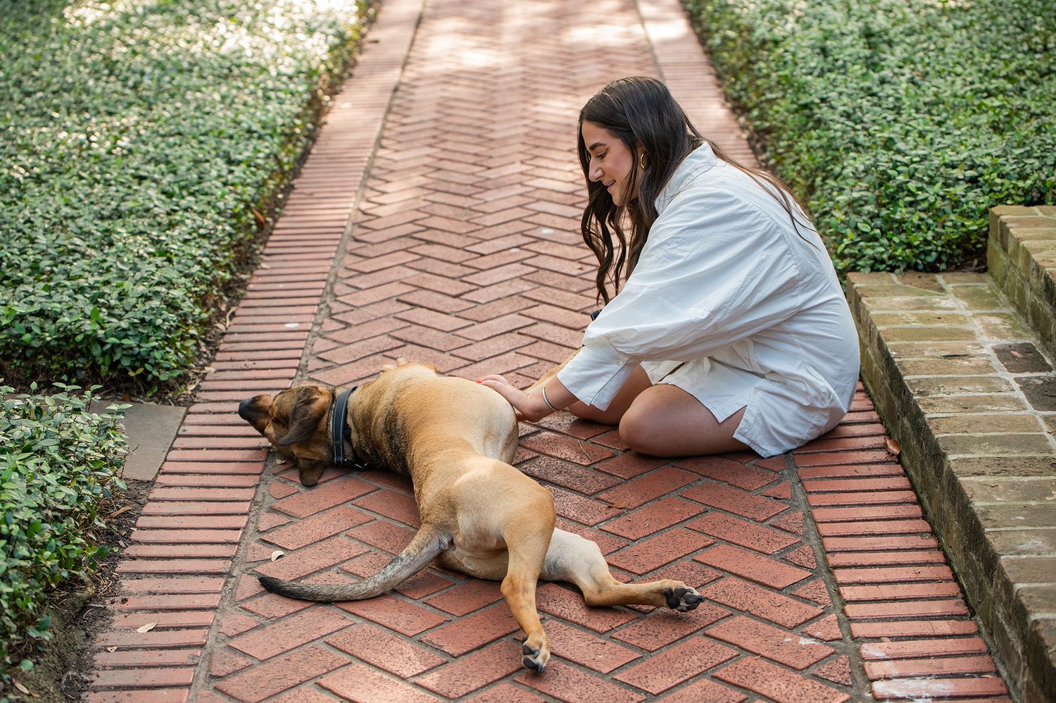 Young woman in white dress sitting on brick path petting a large tan dog lying down, surrounded by green hedges.