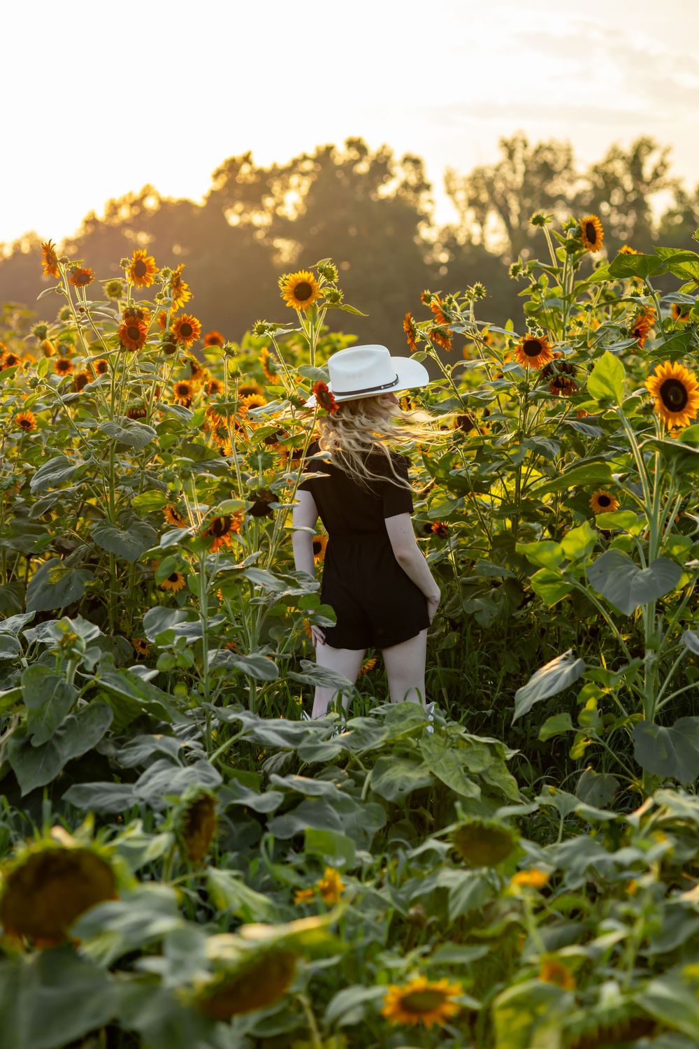 Young girl in white hat and black dress walks through a sunflower field at golden hour sunset.