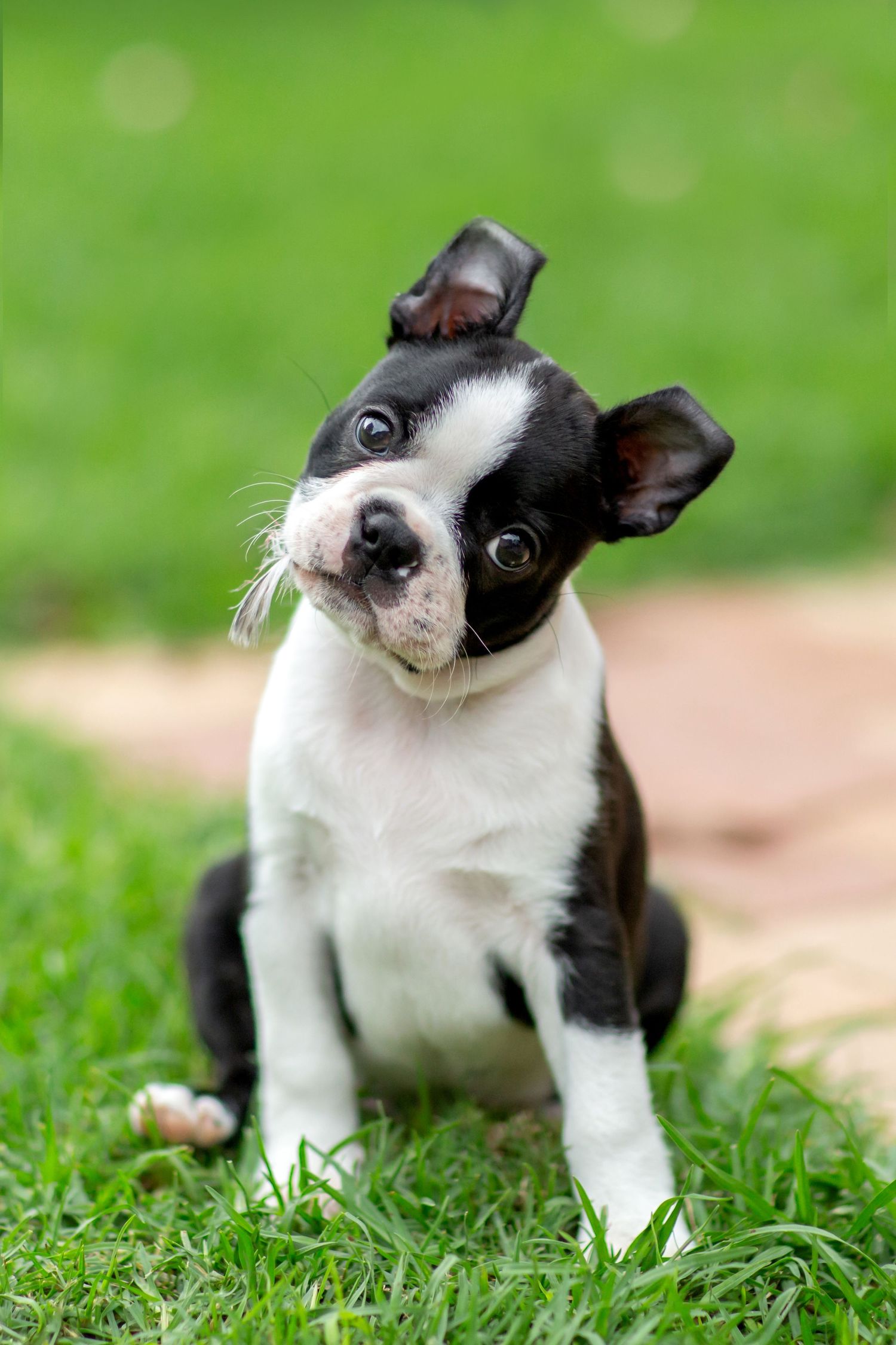 Boston terrier puppy head tilting with a feather sticking out the side of her mouth on the grass