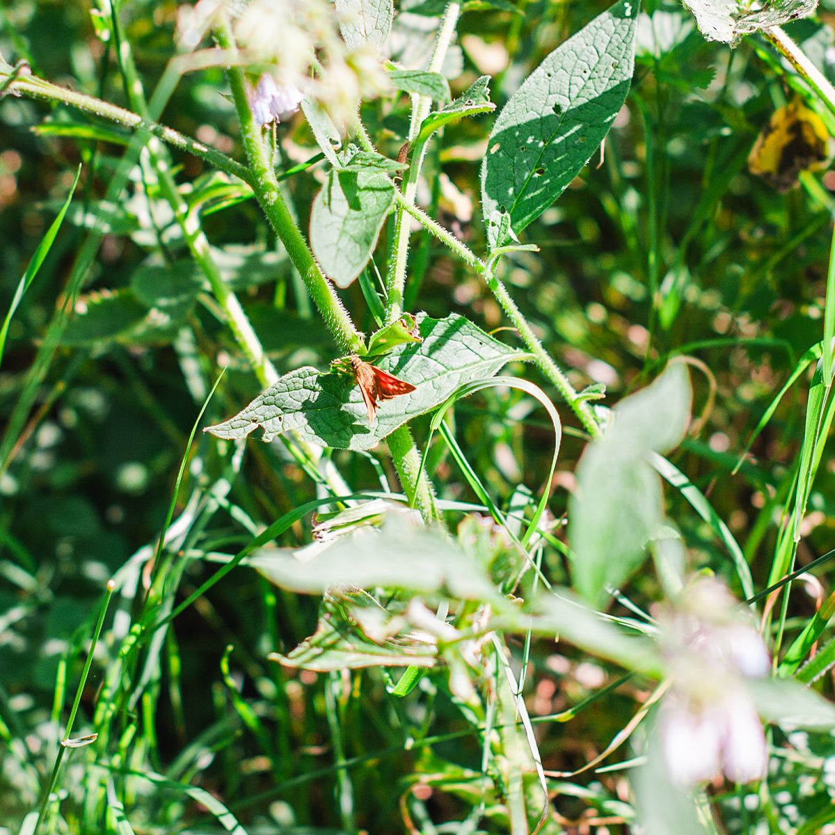 A large skipper butterfly perched on lush green plant stems and leaves in a sunlit woodland meadow.