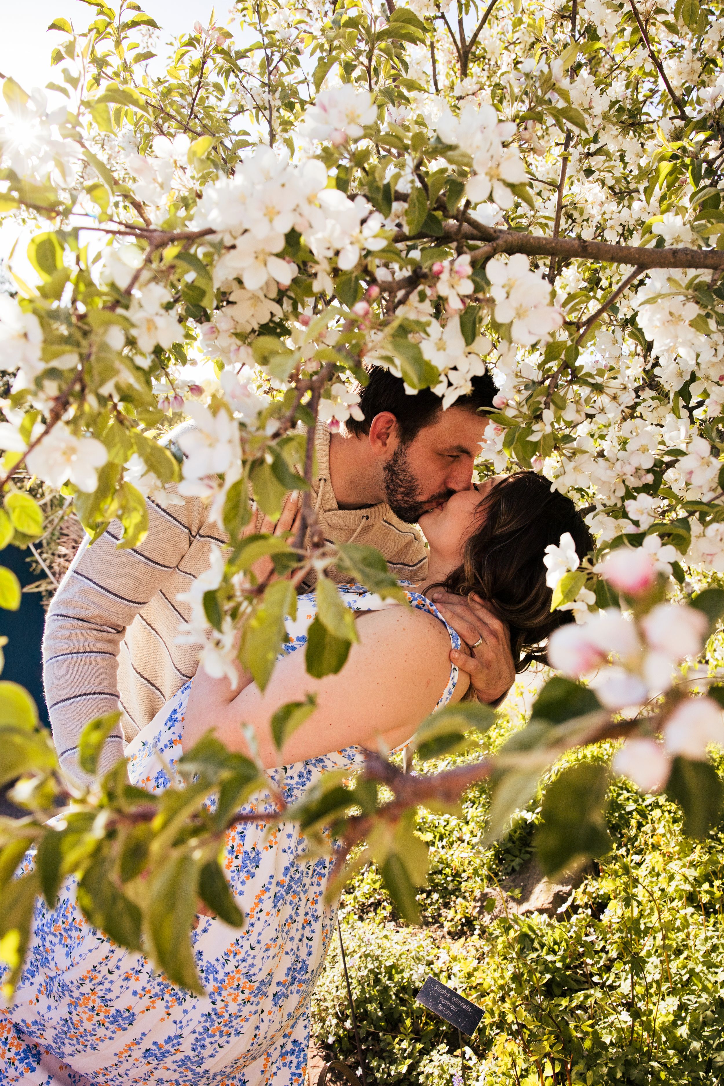 Couple kissing romantically under a blooming apple tree with white flowers in a sunny spring garden.