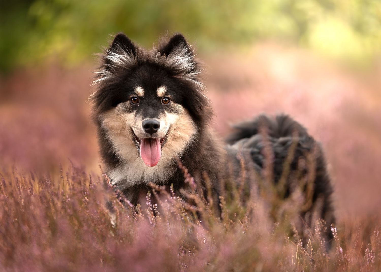 Hondenfotografie Almere

Hondenfotograaf Almere

Hondenfotograaf Flevoland

Honden fotograferen

Hondenfotografie buiten

Baas en hond fotos
