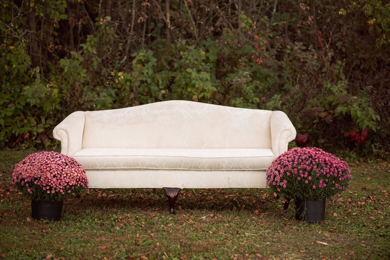 Elegant cream camelback sofa outdoors flanked by pink chrysanthemum planters against a lush green backdrop.