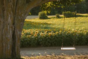 A wooden swing hanging from a large tree beside a vibrant sunflower field bathed in warm golden sunlight.