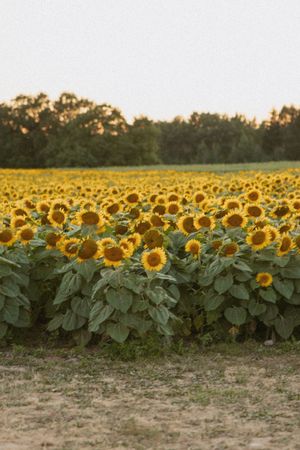 A vast field of bright yellow sunflowers in full bloom with lush green trees lining the horizon at golden hour.
