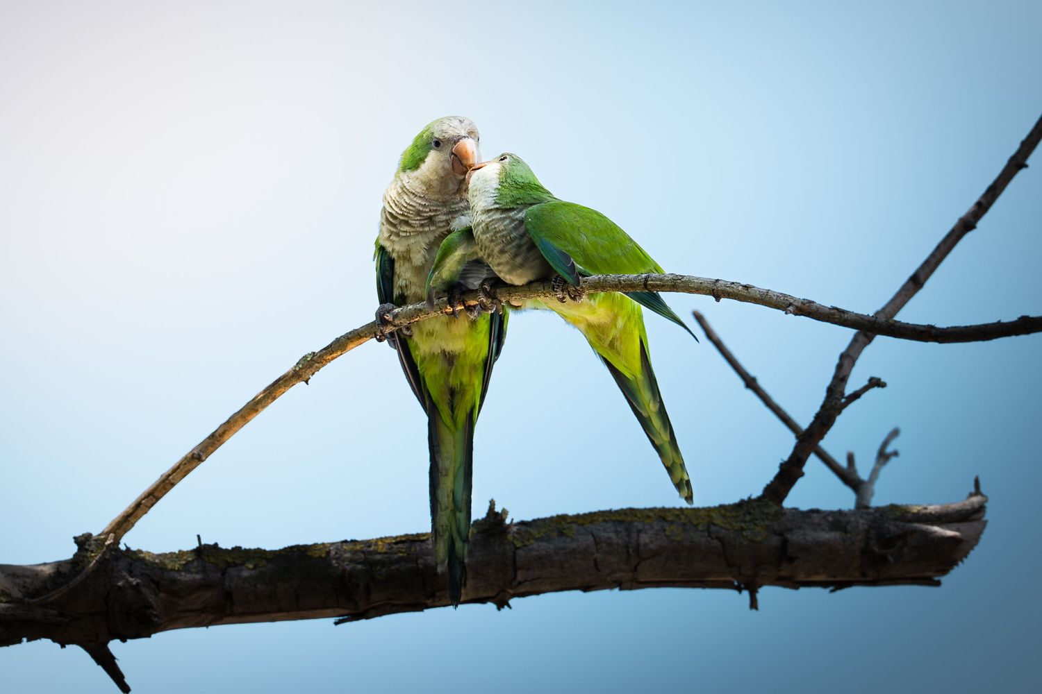 Two green monk parakeets perched closely together on a bare branch against a blue sky.