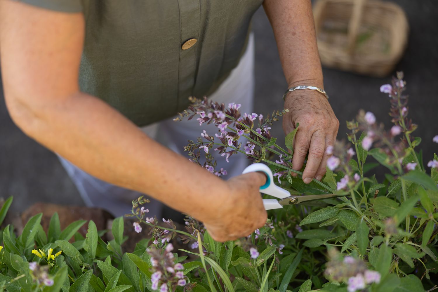 Woman pruning purple flowers with garden shears, tending lush green plants in a peaceful garden setting in Kelmscott in branding session.