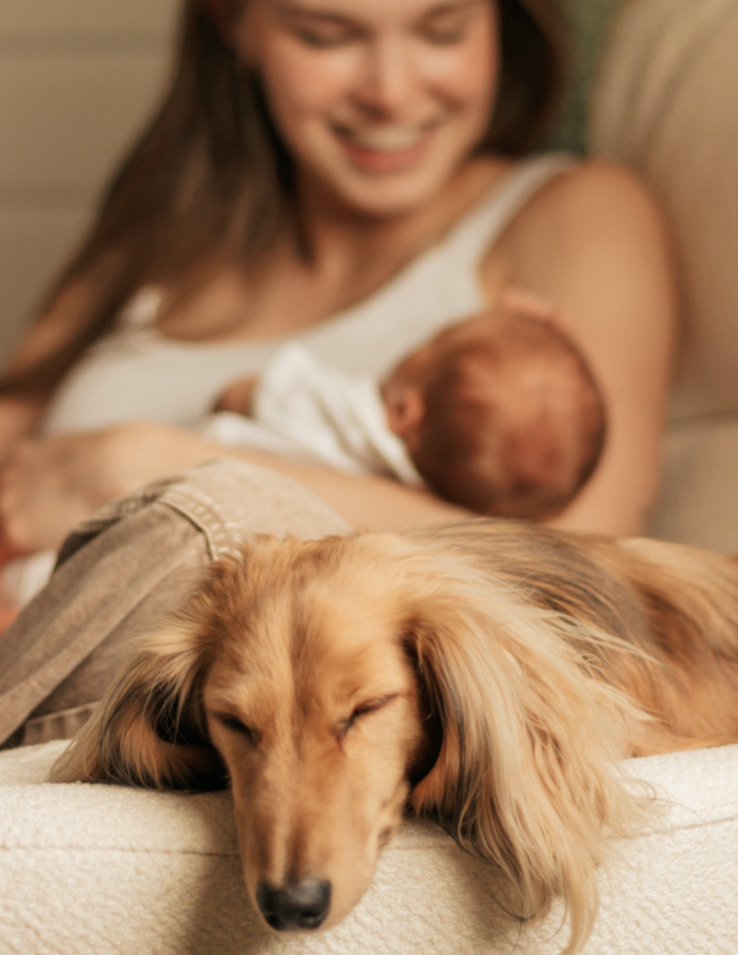 A golden long-haired dachshund naps on a couch while a smiling mother holds her newborn baby in the background.