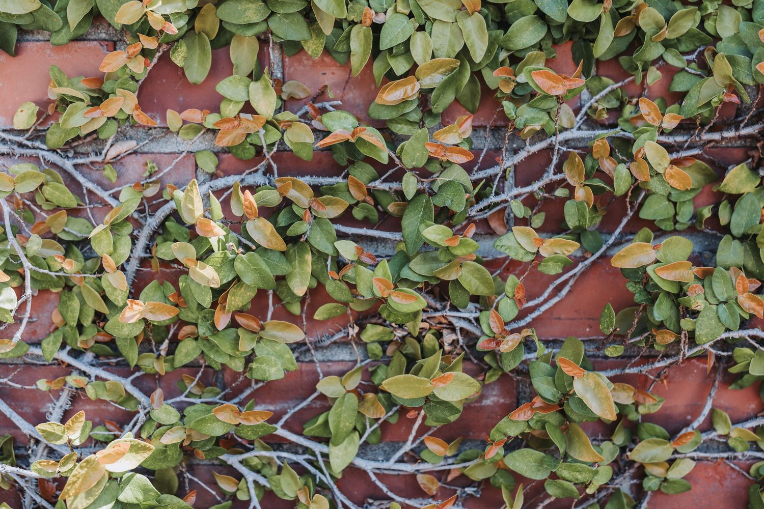 Lush green and yellow ivy vines climbing across a rustic red brick wall outdoors.