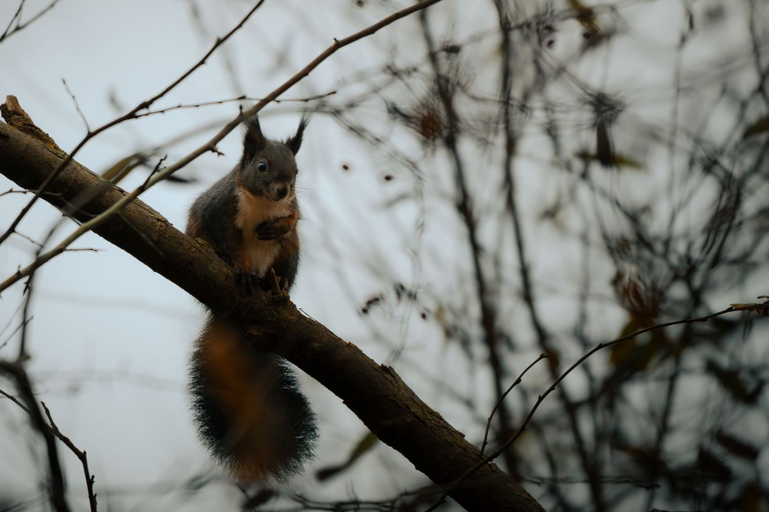 A red squirrel perched on a bare tree branch against a grey winter sky.