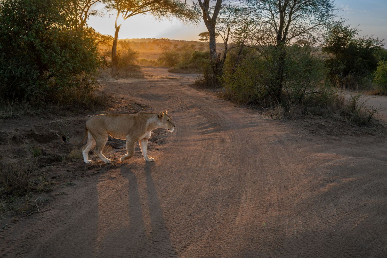 A lioness crosses a sandy dirt road at golden sunset in an African savanna wildlife reserve.