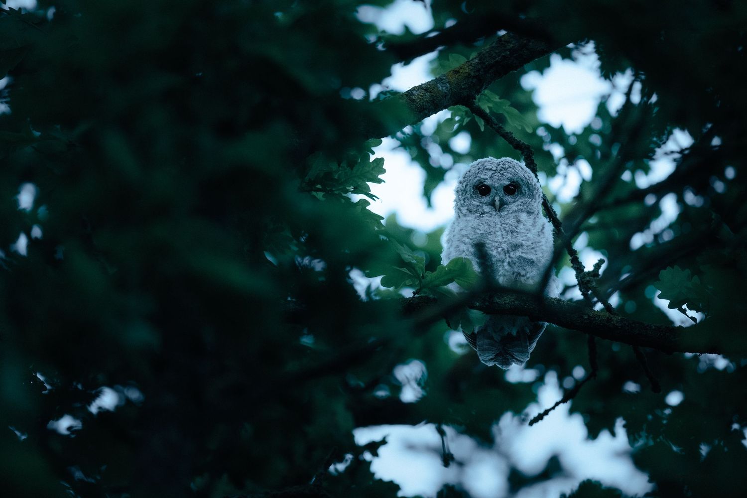 A spotted owl perches on a branch surrounded by dark evergreen foliage at dusk.