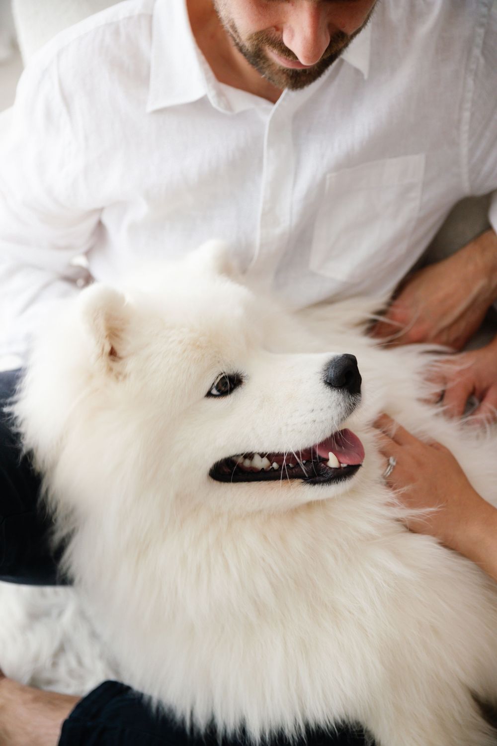 A fluffy white Samoyed dog smiling with mouth open, being petted by a man in a white shirt.