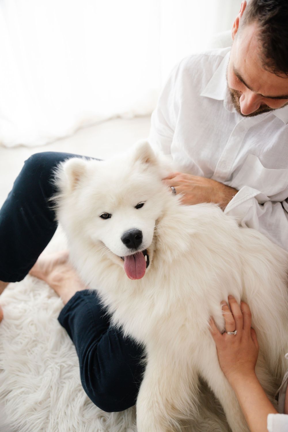Man and woman petting happy fluffy white Samoyed dog on fur rug in bright white room.