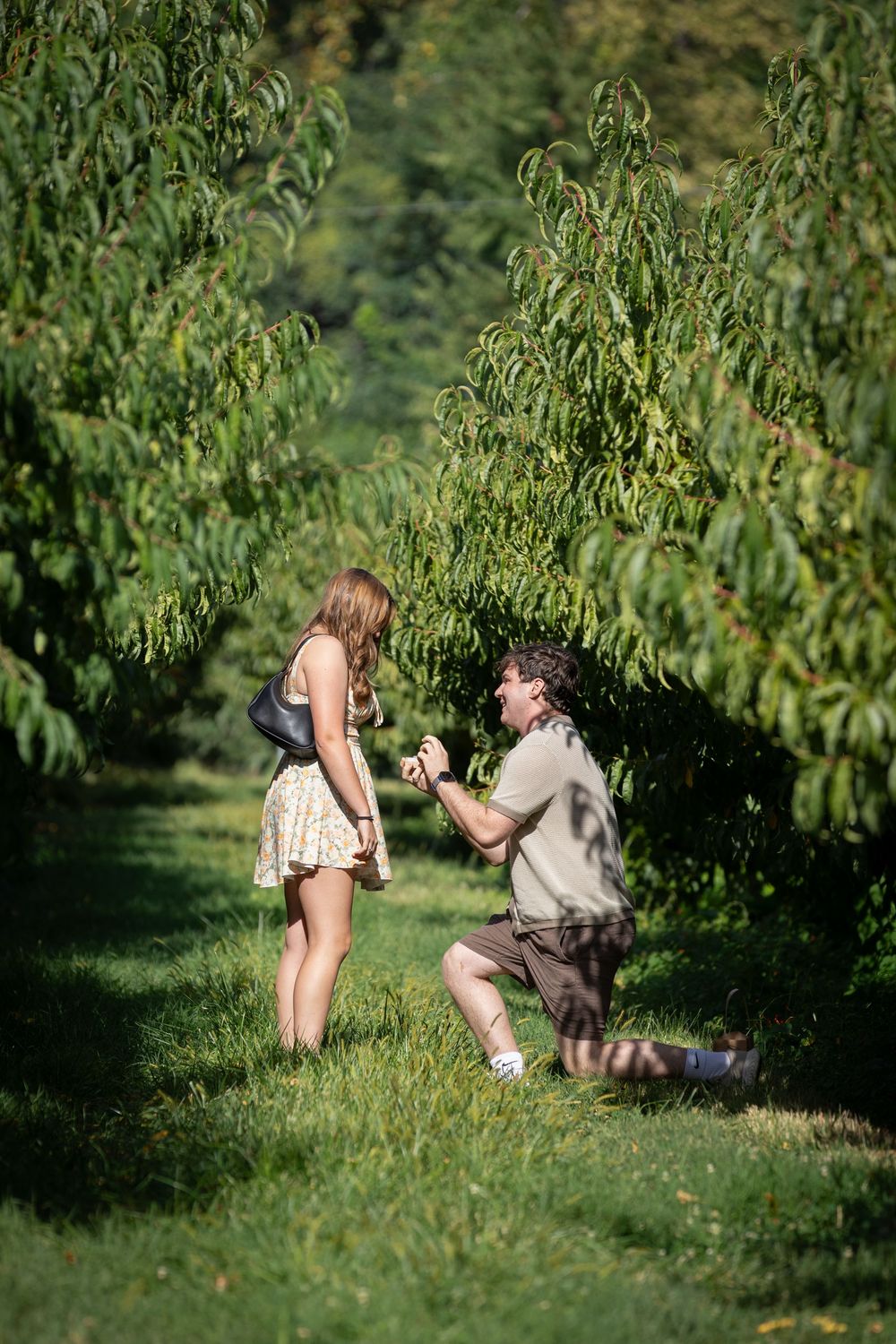 Man proposes on one knee to woman in a sunlit orchard, surrounded by lush green peach trees.