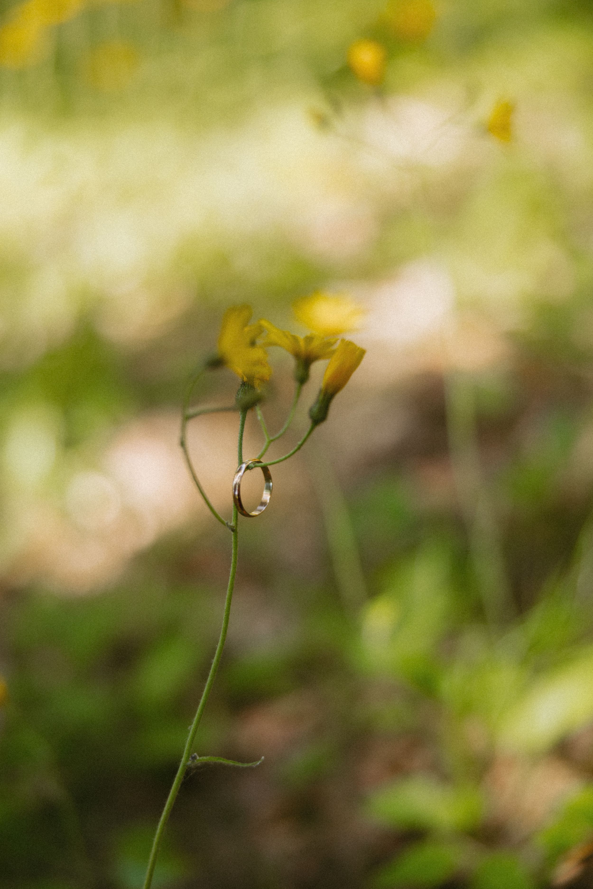 A gold wedding ring resting on a delicate yellow wildflower stem in a lush green meadow.