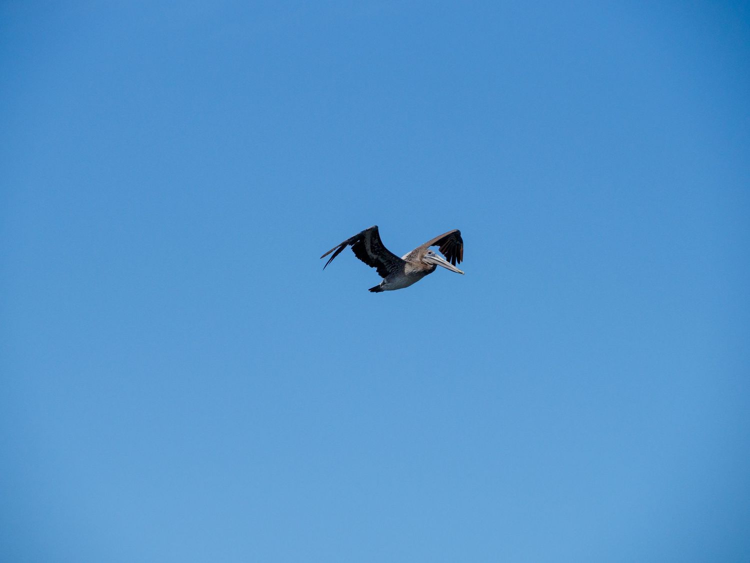 A large bird soaring gracefully through a clear blue sky with wings fully spread.