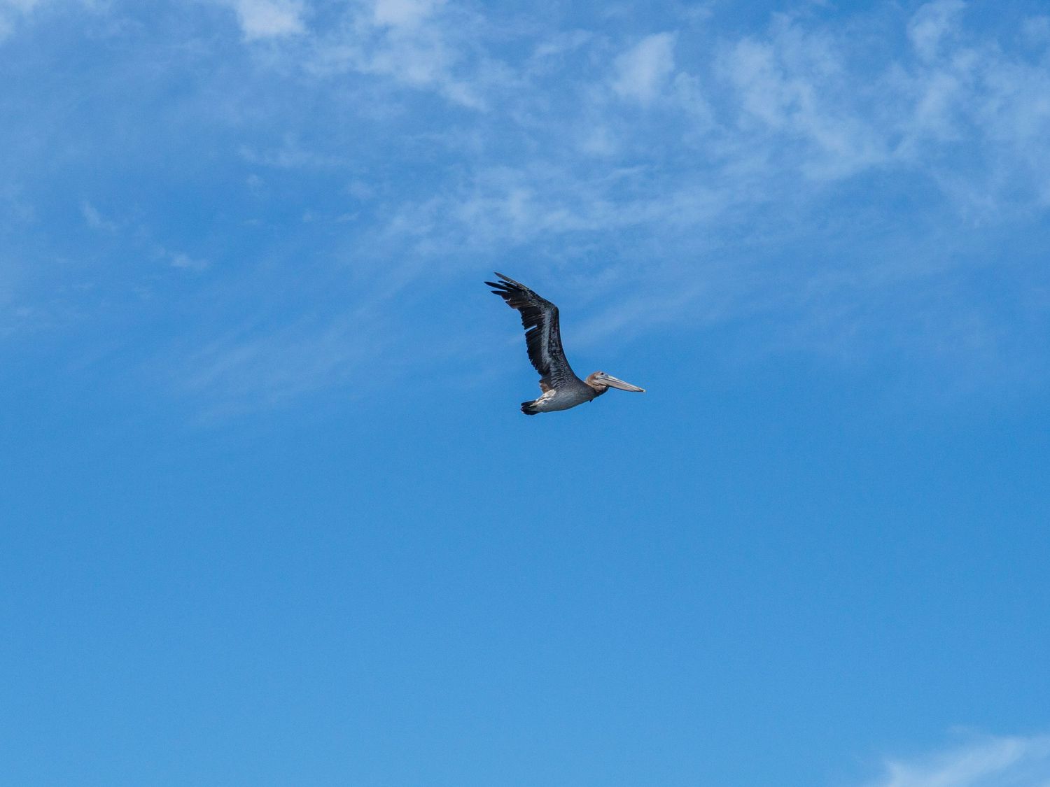 A seagull soaring gracefully through a bright blue sky with wispy white clouds in the background.