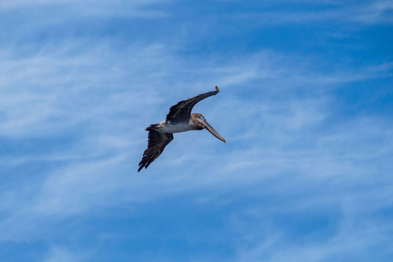A brown pelican soaring gracefully through a blue sky with wispy white clouds in the background.