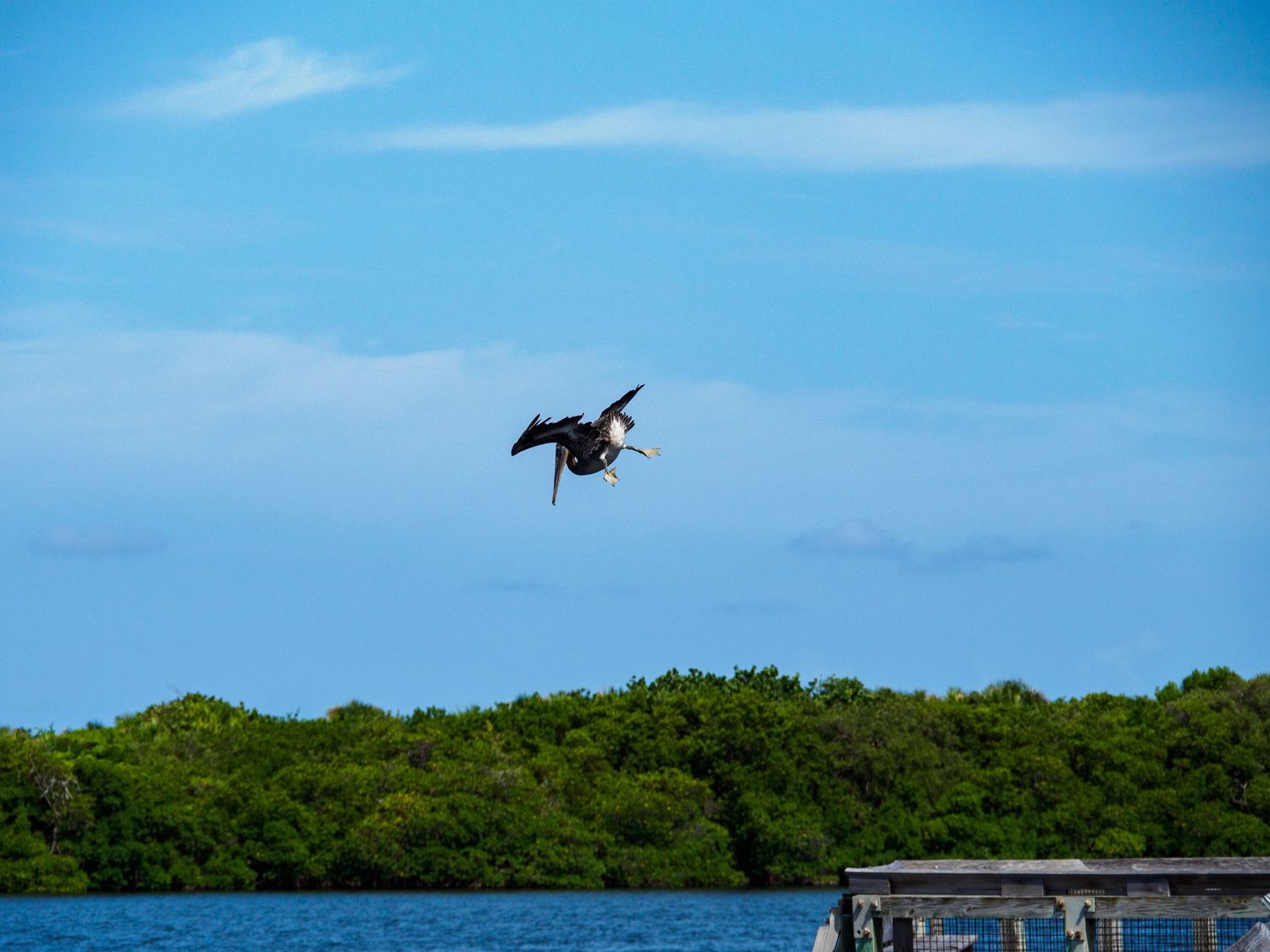 A bird soars over turquoise waters near mangroves under a blue sky at a tropical coastal location.