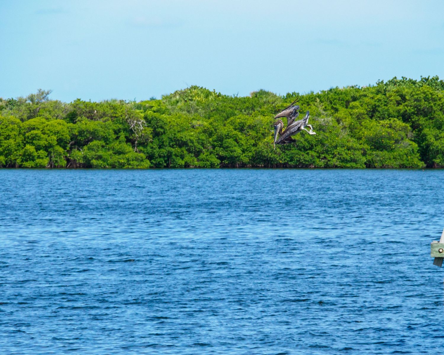 A pelican dives over calm blue waters near lush green mangrove trees under a clear sky.