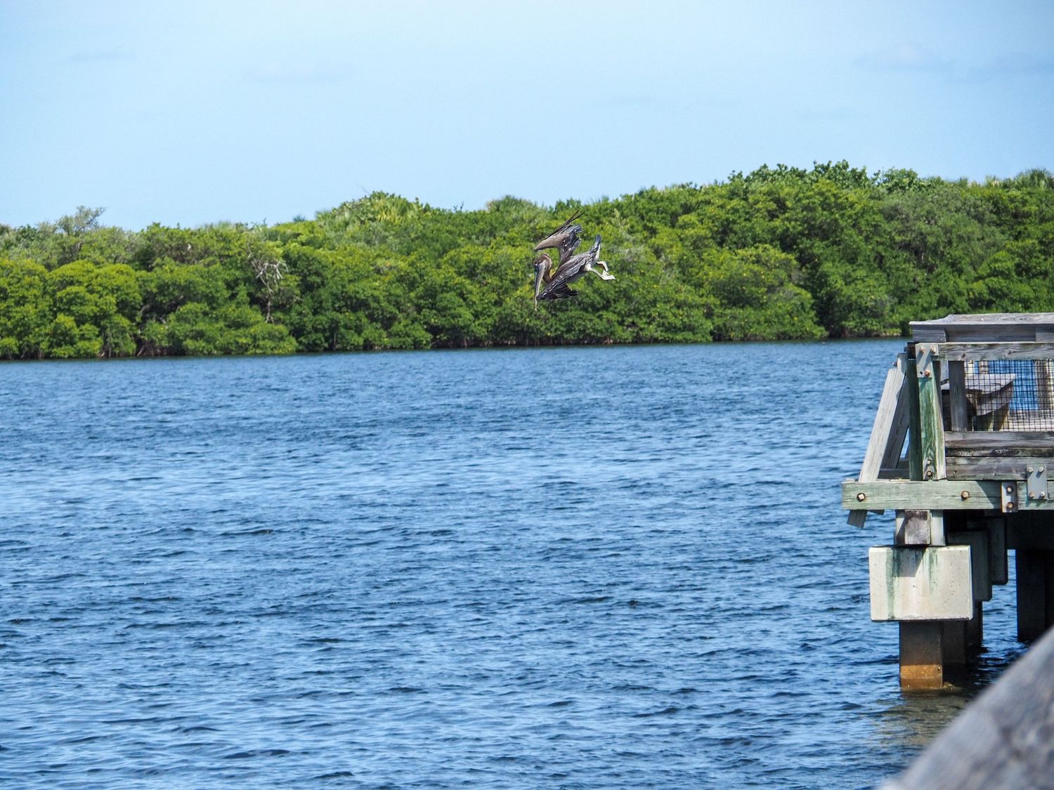 A pelican flies over calm blue waters near a wooden dock with lush green mangroves in the background.