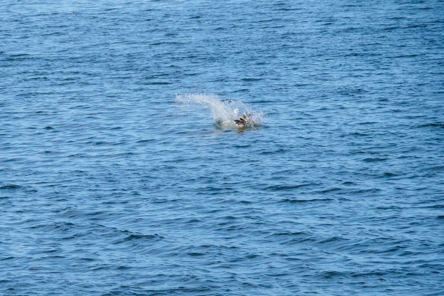 A seabird skims the surface of calm blue ocean water, creating a splash as it takes flight.