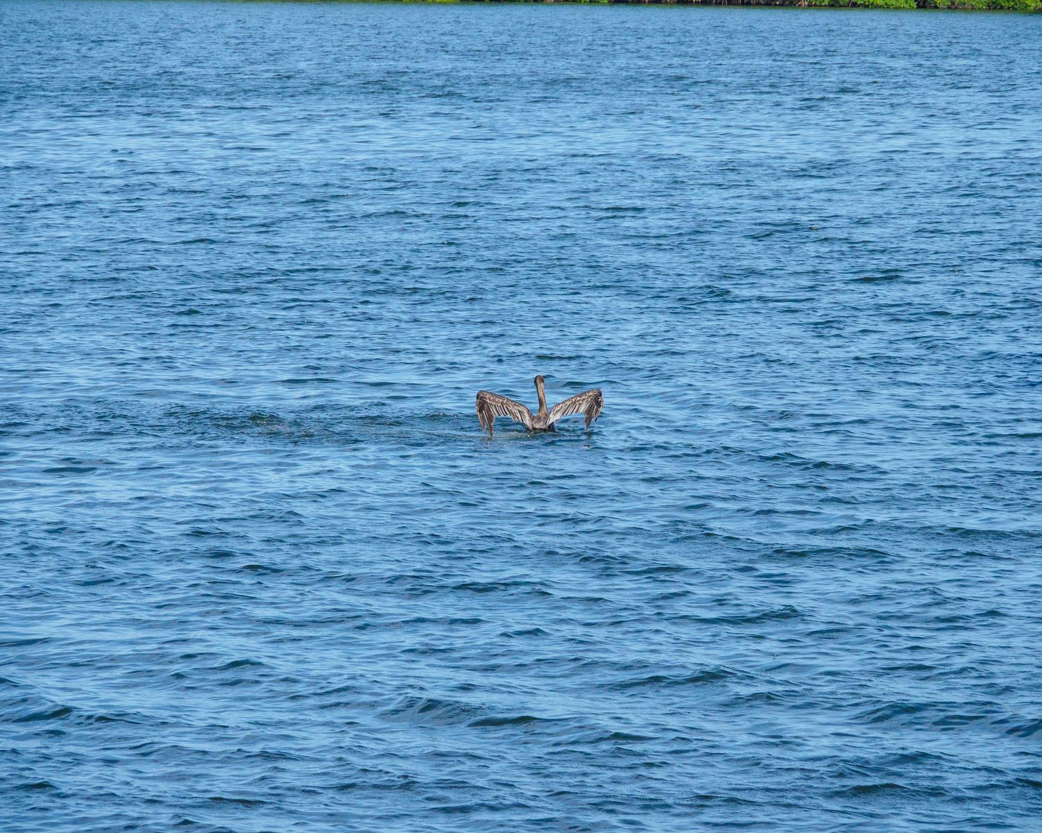 A bird spreads its wings on the calm blue water surface, with green foliage visible in the background.