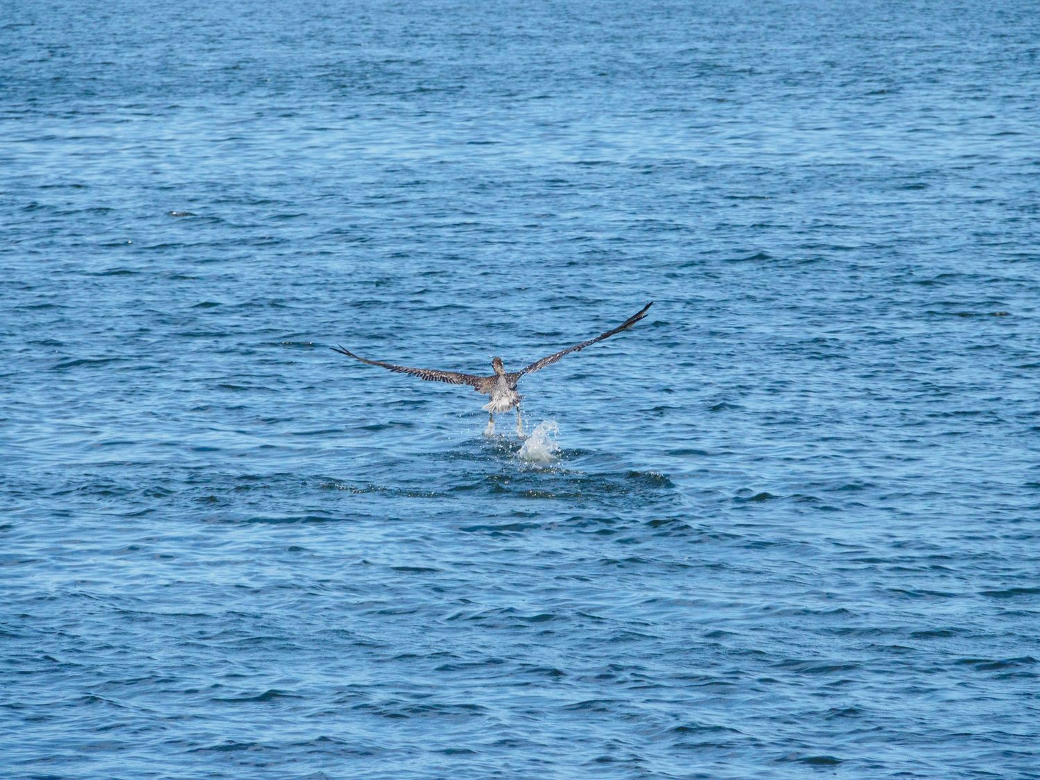 A seagull takes flight over blue ocean water, wings spread wide as it lifts off with a splash.
