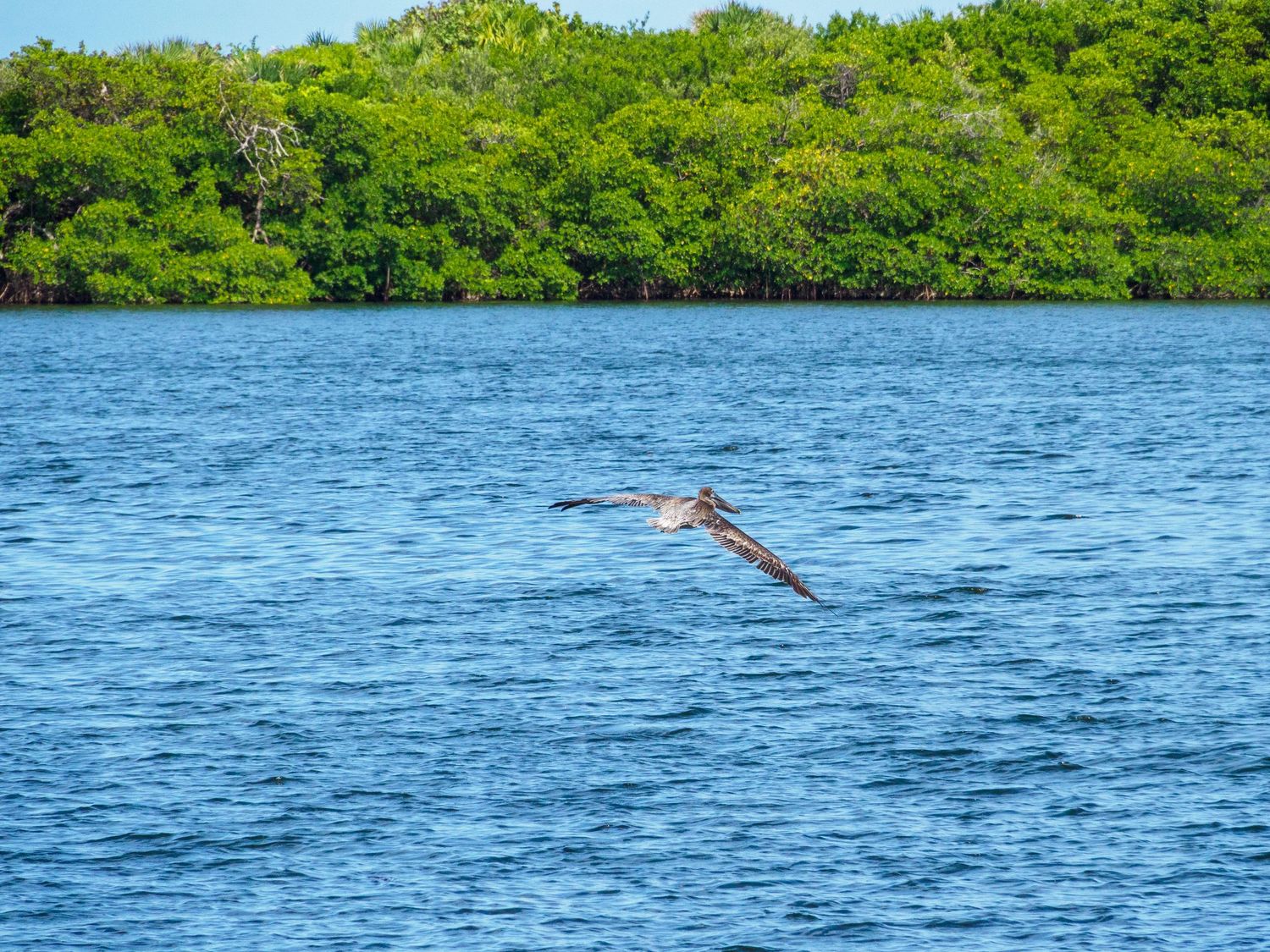 A brown pelican soars low over blue water with lush green mangrove trees lining the shore in the background.