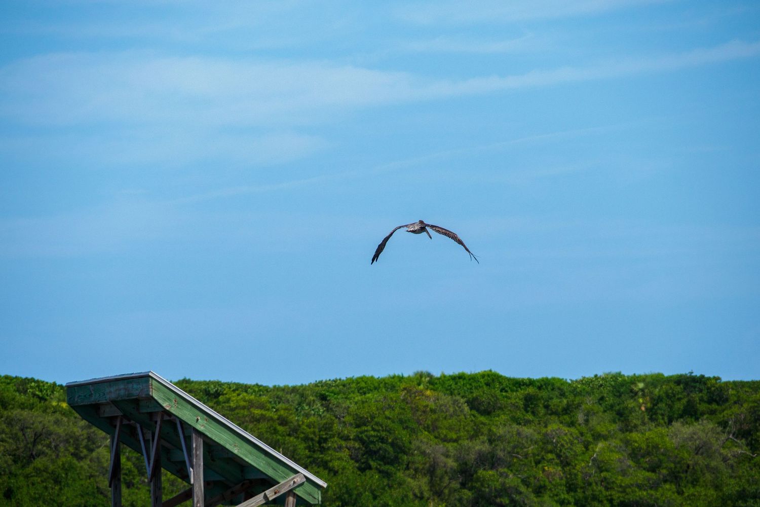 A bird soars gracefully over lush green trees against a bright blue sky near a wooden observation deck.