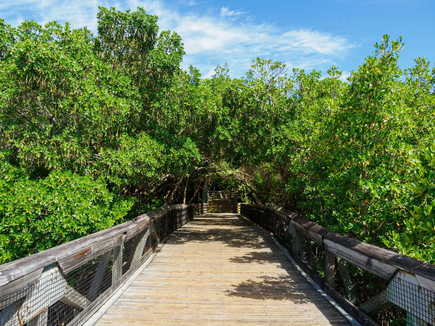 Wooden boardwalk path through lush green mangrove trees under a bright blue sky in a tropical nature preserve.