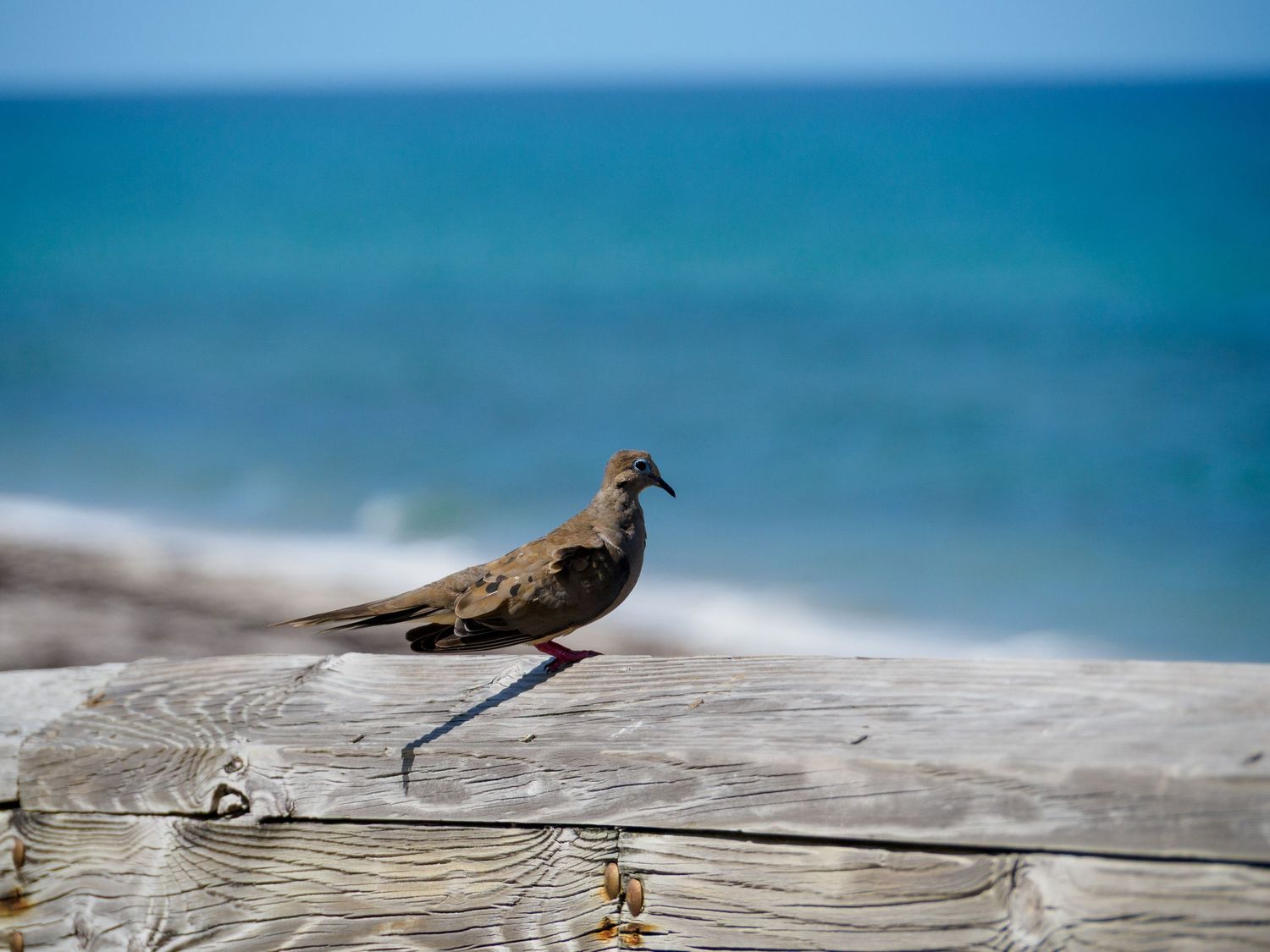 A mourning dove perched on a weathered wooden railing with turquoise ocean water in the background.