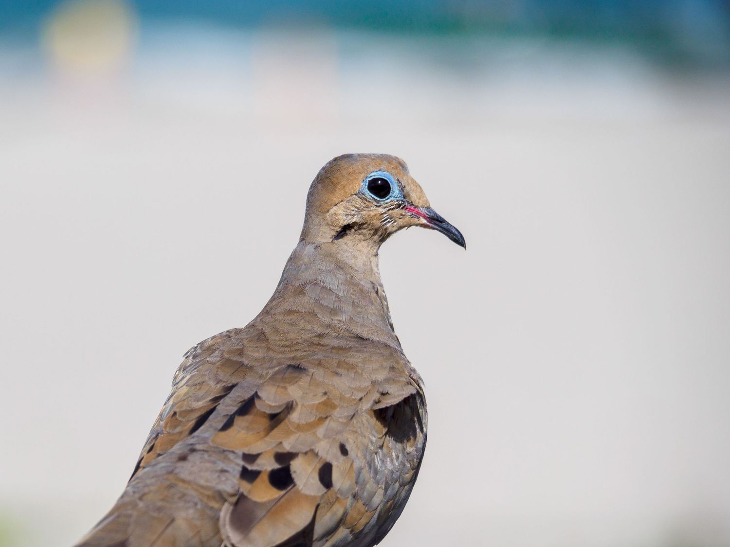 Close-up portrait of a mourning dove with blue eye ring and spotted brown plumage against a soft blurred background.